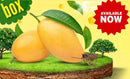 Seasonal Kesar/Alphonso Mango Box