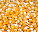 Popping Corn