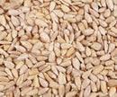 Sunflower Seed